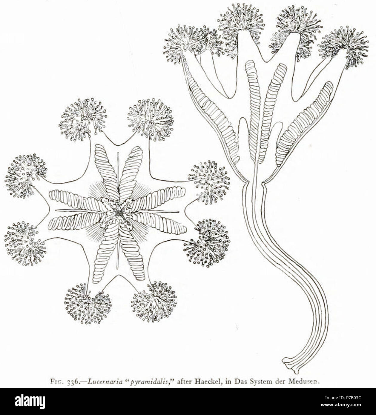 Inglese: Lucernaria 'pyramidalis', dopo Haeckel, in Das Syst. der Medusen Italiano: Lucernaria 'pyramidalis', secondo Haeckel, in Das Syst. der Medusen . 25 Agosto 1910 56 Medusae del mondo-vol03 fig336 Foto Stock