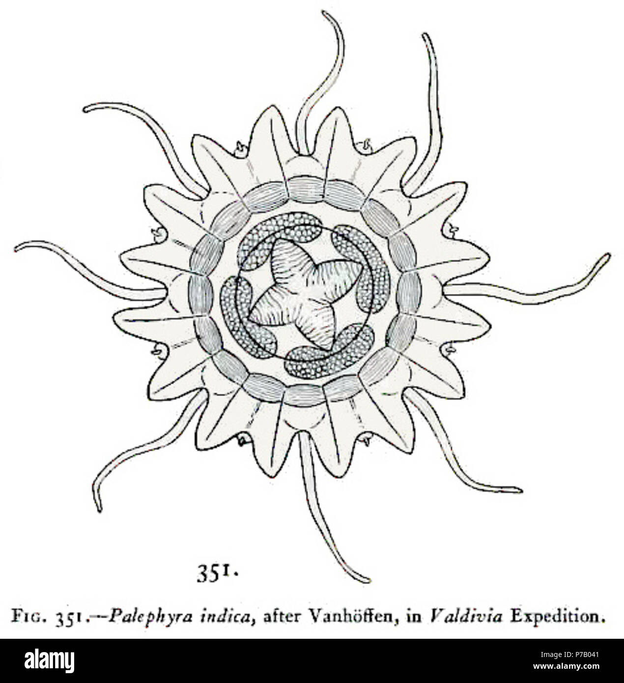 Italiano: Palephyra indica, da Vanhöffenm spedizione Valdivia. Inglese: Palephyra indica, dopo Vanhöffenm; Valdivia Expedition. 25 Agosto 1910 56 Medusae del mondo-vol03 fig351 Palephyra indica Foto Stock