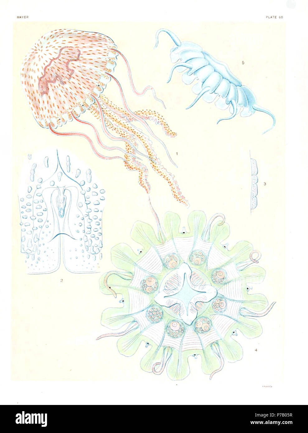 Italiano: Pelagia noctiluca, medusa adulta, la Stazione Zoologica di Napoli il 29 novembre 1907. Pelagia noctiluca, vista dall'alto di un organo sensore. Pelagia noctiluca, vista laterale di una verruca urticante sul lato dell'esombrella. Nausithoë punctata, vista orale di una femmina adulta, circa 7 volte le dimensioni reali. Tortuga, Florida, 17 aprile 1906. Nausithoë punctata, vista laterale di una medusa adulta che mostra le scanalature dell'esombrella. Giugno 1906. Inglese: Pelagia noctiluca, matura medusa, Napoli Stazione Zoologica, 29 novembre 1907. Pelagia noctiluca, vista arboral di margine Foto Stock