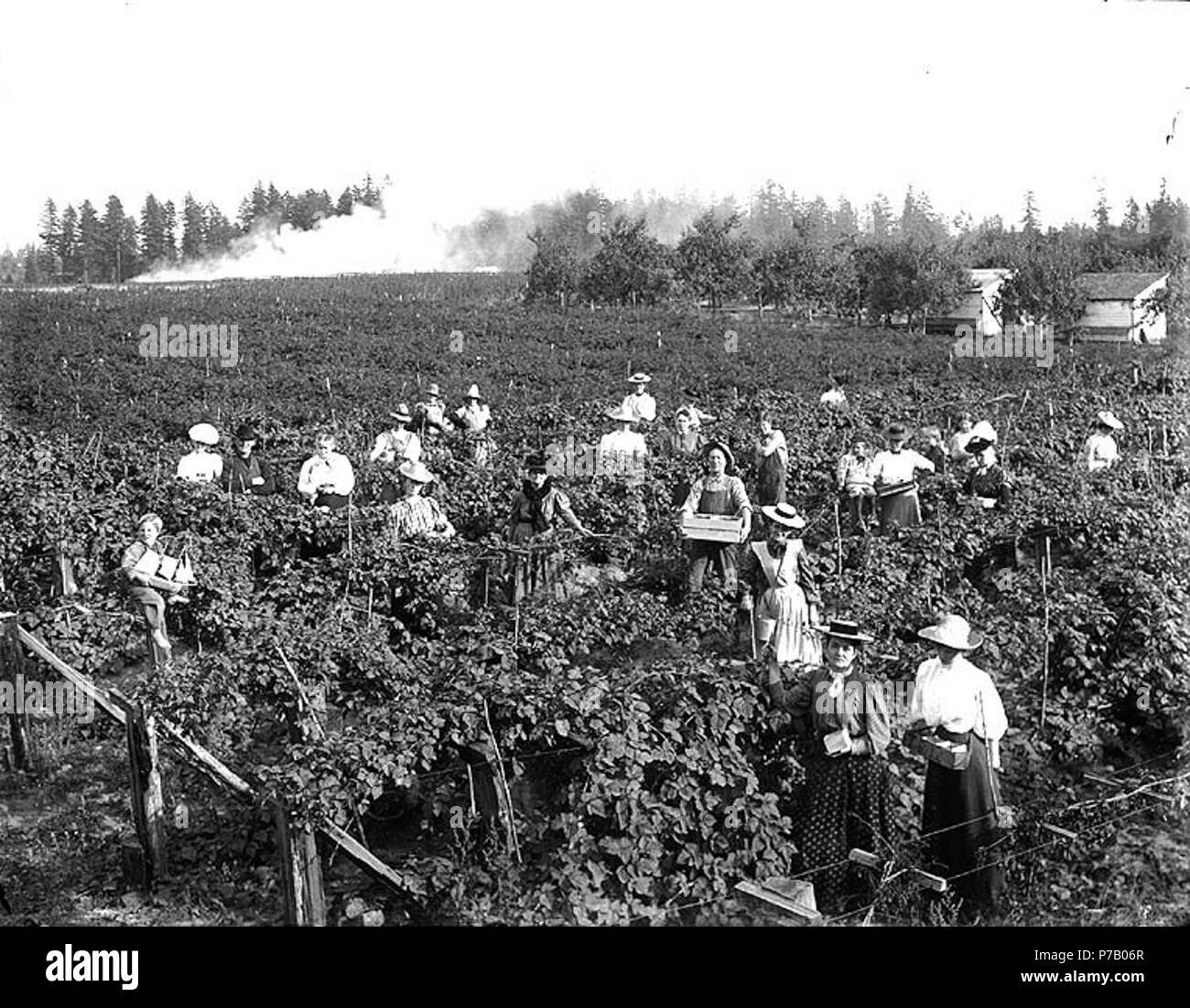 . Inglese: uomini e donne di bacche di prelievo in campo vicino Puyallup, Washington, ca. 1910 . Inglese: sul manicotto di negativo: campo di bacche e raccoglitori vicino Puyallup soggetti (LCTGM): Berry raccoglitori--Washington (stato)--Puyallup; Aziende--Washington (stato)--Puyallup soggetti (LCSH): Bacche--raccogliendo--Washington (stato)--Puyallup . circa 1910 57 uomini e donne di bacche di prelievo in campo vicino Puyallup, Washington, ca 1910 bar (201) Foto Stock