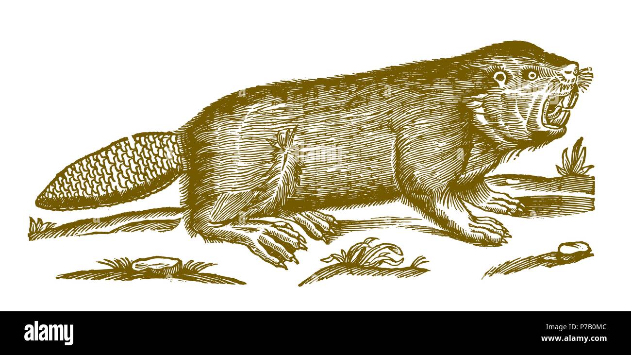 Eurasian o castoro europeo (Castor fiber) che mostra i suoi denti. Illustrazione dopo una storica incisione xilografia dal XVII secolo Illustrazione Vettoriale