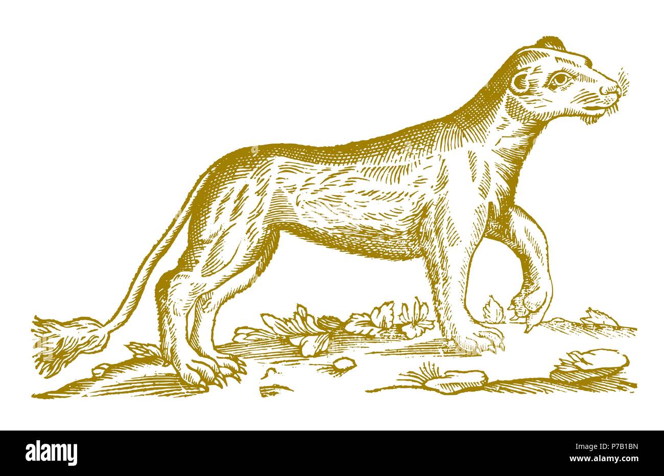 Femmina (lion panthera leo) alzando la zampa. Illustrazione dopo una storica incisione xilografia dal XVII secolo Illustrazione Vettoriale