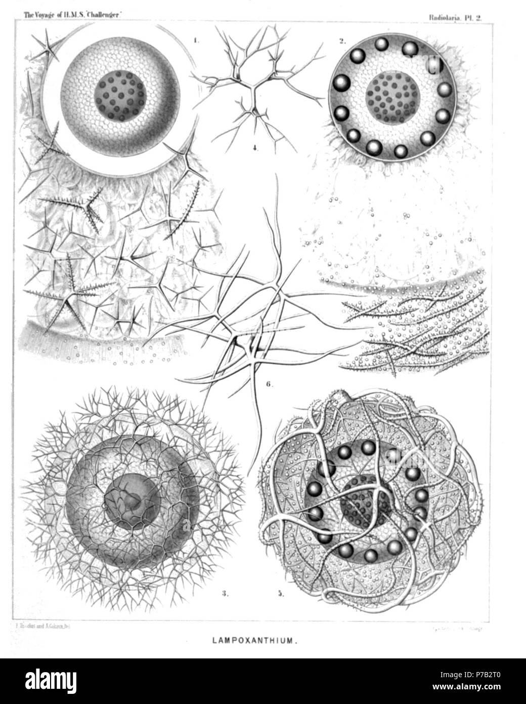 Inglese: Illustrazione dalla relazione sull'Radiolaria raccolti da H.M.S. Challenger durante gli anni 1873-1876. Parte III. Descrizione Originale segue: piastra 2. Thalassosphaerida. Diam. Fig. 1. Lampoxanthium pandora, n. sp., × 120 la capsula centrale presenta pori distinti canali nella sua membrana, e un chiaro intervallo tra questo e il coagulato e vacuolated protoplasma. Il nucleo centrale contiene numerose dark nucleoli. La spicula sono sparsi in tutta la calymma alveolata. Fig. 2. Thalassoplancta brevispicula, n. sp. (Vel Lampoxanthium brevispiculum) × 120 la capsula centrale Foto Stock