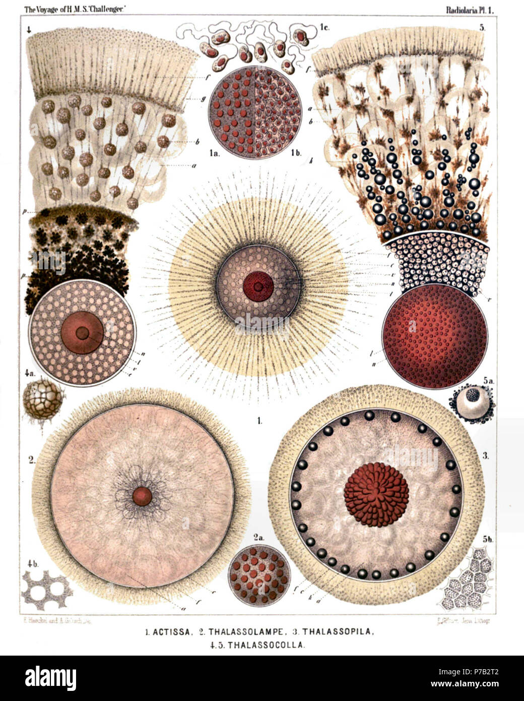 Inglese: Illustrazione dalla relazione sull'Radiolaria raccolti da H.M.S. Challenger durante gli anni 1873-1876. Parte III. Descrizione Originale segue: piastra 1. Thalassicollida. Diam. Fig. 1. Actissa princeps n. sp., × 300 tutta la vita Spumellarium. c, la centrale sferica capsula contenente granulato finemente protoplasma, il quale è radialmente striati nella zona corticale; v, sferica vacuoli racchiuso da protoplasma; n, il nucleo sferico nel centro; l, il concentrico nucleolus; f, pseudopodi radiale che forare la calymma o il (giallastro) jelly-busta della centrale Foto Stock