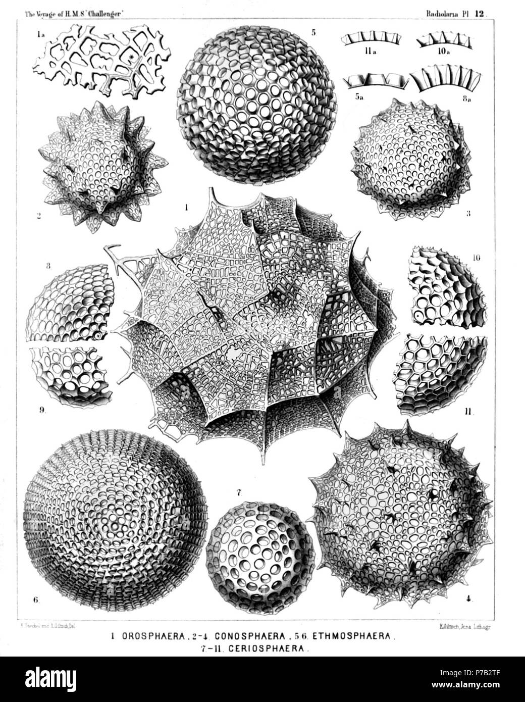 Inglese: Illustrazione dalla relazione sull'Radiolaria raccolti da H.M.S. Challenger durante gli anni 1873-1876. Parte III. Descrizione Originale segue: piastra 12. Orosphaerida, Astrosphaerida et Liosphaerida. Diam. Fig. 1. Orosphaera huxleyii, n. sp. (Vel Oroscena huxleyii) × 50 Fig. 1a. Un pezzo di rete, le barre di che contengono parzialmente un canale assiale, × 200 Fig. 2. Conosphaera orthoconus, n. sp., × 200 Fig. 3. Conosphaera platyconus, n. sp., × 300 Fig. 4. Conosphaera plagioconus, n. sp., × 300 Fig. 5. Ethmosphaera conosiphonia, n. sp., × 400 Fig. 5a. Sezione verticale attraverso la parete. Foto Stock