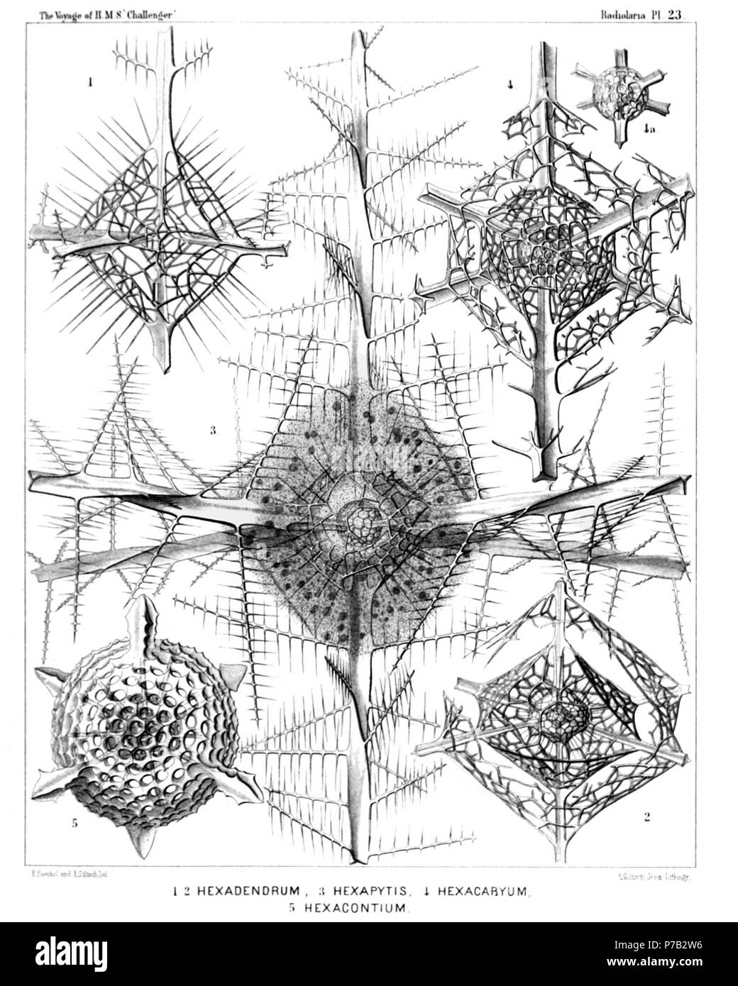 Inglese: Illustrazione dalla relazione sull'Radiolaria raccolti da H.M.S. Challenger durante gli anni 1873-1876. Parte III. Descrizione Originale segue: piastra 23. Cubosphaerida. Diam. Fig. 1. Hexadendron bipinnatum, n. sp., × 400 Fig. 2. Hexacromyum octahedrum, n. sp., × 400 Fig. 3. Hexancistra mirabilis, n. sp. (= Hexapitys mirabilis) × 400 sferica capsula centrale racchiude il sferici concentrici guscio interno (che è riempito dal nucleo), ed è circondato da ottaedrico guscio esterno. Quest'ultima è avvolta dalla calymma ottaedrico, il quale è radialmente e striato contiene Foto Stock