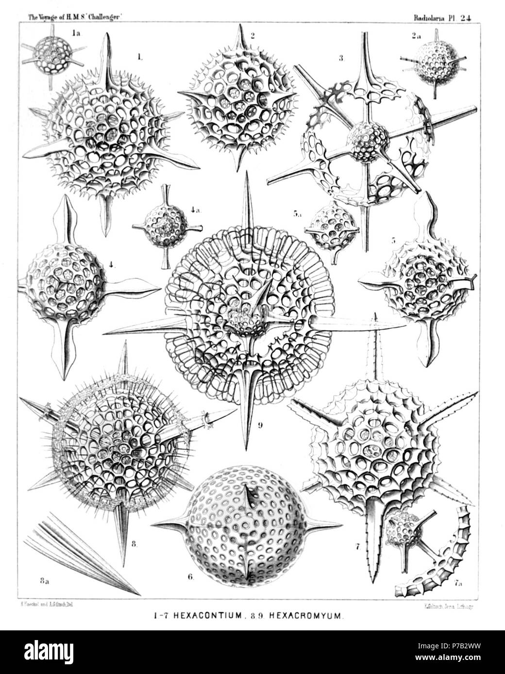 Inglese: Illustrazione dalla relazione sull'Radiolaria raccolti da H.M.S. Challenger durante gli anni 1873-1876. Parte III. Descrizione Originale segue: la piastra 24. Cubosphaerida. Diam. Fig. 1. Sceptrum Hexacontium, n. sp., × 400 Fig. 1a. I due gusci midollare. Fig. 2. Hexacontium favosum, n. sp., × 400 Fig. 2a. I due gusci midollare. Fig. 3. Hexacontium axotrias, n. sp., × 300 sei traliccio-piastre che formano il guscio corticale, non sono ancora pienamente sviluppato. Fig. 4. Hexacontium floridum, n. sp., × 300 Fig. 4a. I due gusci midollare. Fig. 5. Hexacontium papillosum, n. sp., × 40 Foto Stock