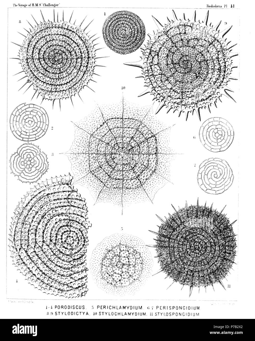 Inglese: Illustrazione dalla relazione sull'Radiolaria raccolti da H.M.S. Challenger durante gli anni 1873-1876. Parte III. Descrizione Originale segue: piastra 41. Porodiscida et Spongodiscida. Diam. Fig. 1. Porodiscus flustrella, n. sp., × 300 Fig. 2. Porodiscus perispira, n. sp., × 200 gli anelli da soli (sezione equatoriale). Fig. 3. Porodiscus quadrigatus, n. sp., × 200 gli anelli da soli (sezione equatoriale). Fig. 4. Porodiscus semispiralis, n. sp., × 500 Fig. 5. Perichlamydium saturnus, n. sp., × 300 Fig. 6. Porodiscus centrospira, n. sp. (Vel Perispongidium centrospira) × 200 l'anello Foto Stock