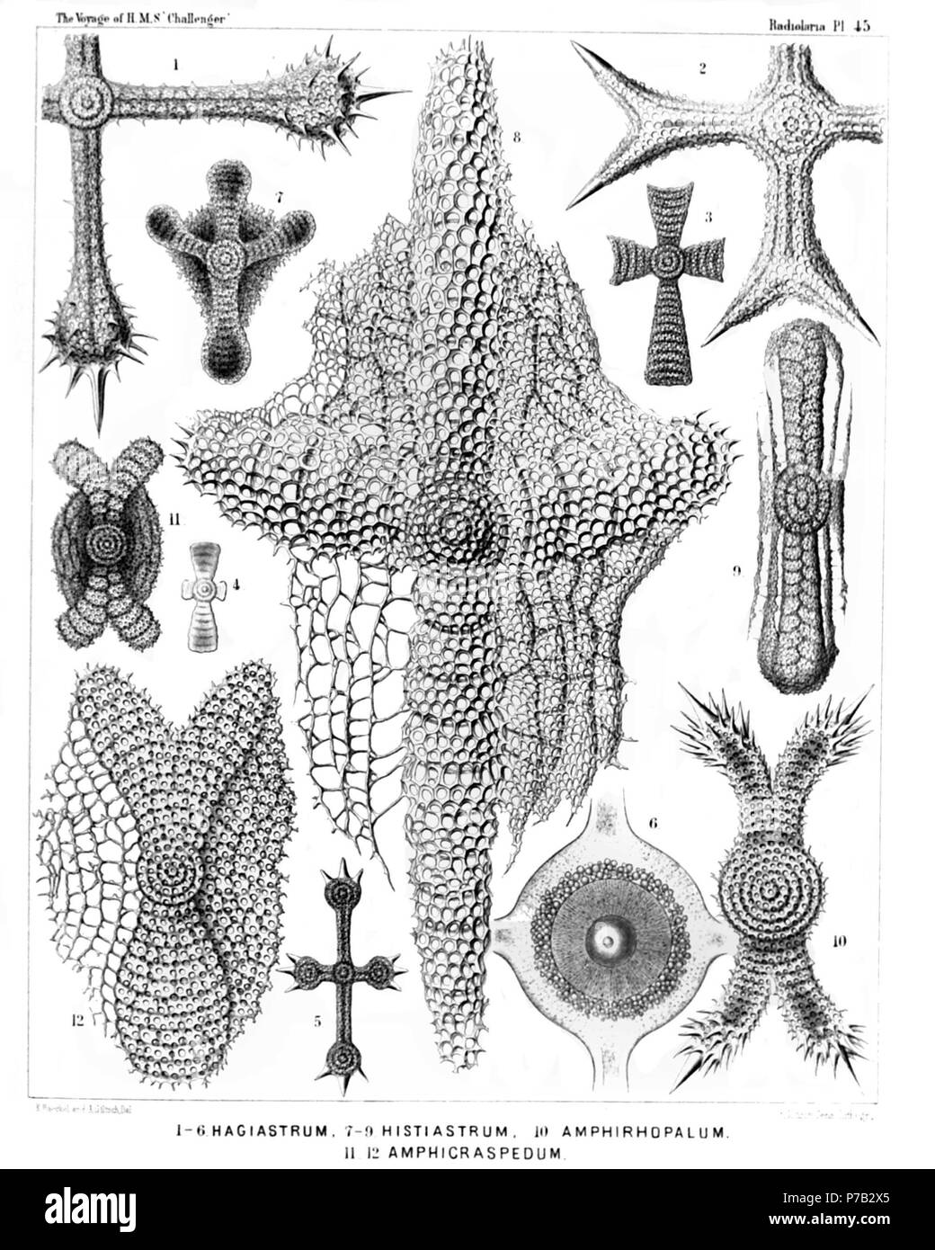 Inglese: Illustrazione dalla relazione sull'Radiolaria raccolti da H.M.S. Challenger durante gli anni 1873-1876. Parte III. Descrizione Originale segue: piastra 45. Porodiscida. Diam. Fig. 1. Stauralastrum rhopalophorum, n. sp., × 200 Fig. 2. Dicranastrum cornutum, n. sp., × 200 Fig. 3. Hagiastrum mosis, n. sp., × 100 Fig. 4. Hagiastrum mosis, n. sp., × 50 vista laterale dal bordo. Fig. 5. Hagiastrum buddhae, n. sp., × 50 Fig. 6. Stauralastrum cruciforme, n. sp. (In glicerina), × 500 la capsula centrale contiene un grande nucleo centrale con nucleolus, ed è circondato da jelly cal Foto Stock