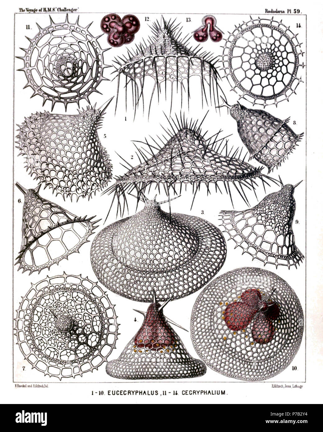 Inglese: Illustrazione dalla relazione sull'Radiolaria raccolti da H.M.S. Challenger durante gli anni 1873-1876. Parte III. Descrizione Originale segue: piastra 59. Tripocyrtida, Podocyrtida et Phormocyrtida. Diam. Fig. 1. Lampromitra huxleyi, n. sp., × 400 Fig. 2. Amphiplecta callistoma, n. sp., × 400 Fig. 3. Corocalyptra agnesae, n. sp., × 400 Fig. 4. Corocalyptra emmae, n. sp., × 400 Il guscio racchiude trilobato capsula centrale, con il nucleo trilobato. Fig. 5. Clathrocyclas cassiopejae, n. sp., × 400 Fig. 6. Clathrocyclas alcmenae, n. sp., × 400 Fig. 7. Clathrocyclas latonae, n. sp Foto Stock