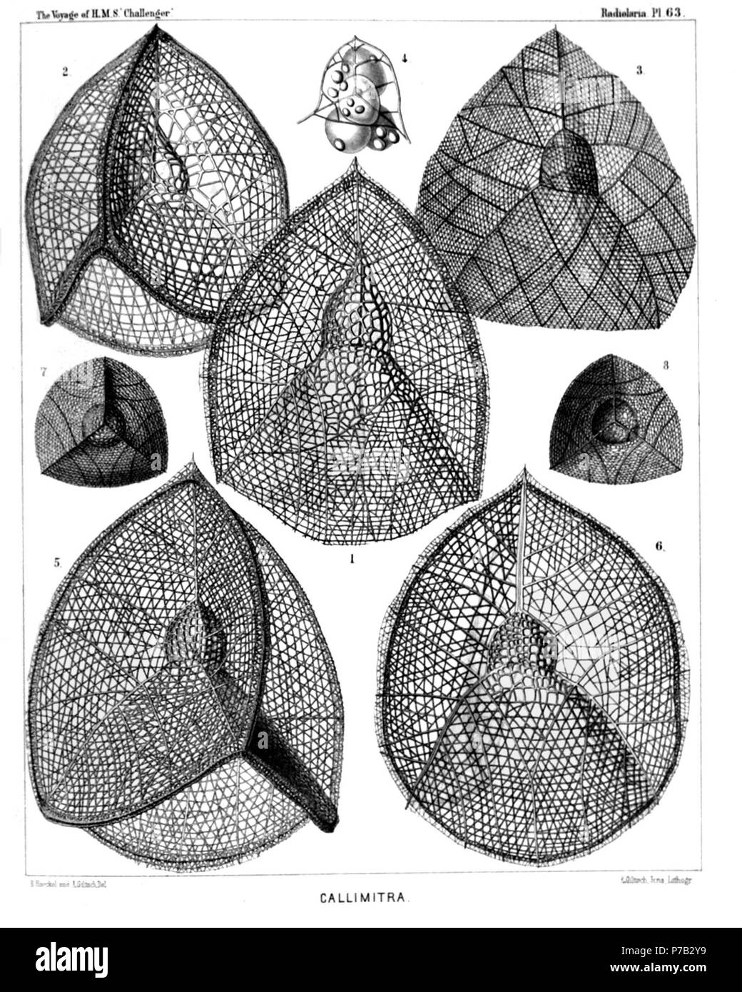 Inglese: Illustrazione dalla relazione sull'Radiolaria raccolti da H.M.S. Challenger durante gli anni 1873-1876. Parte III. Descrizione Originale segue: La piastra 63. Tripocyrtida. Diam. Fig. 1. Callimitra carolotae, n. sp., × 400 vista laterale. Fig. 2. Callimitra annae, n. sp., × 400 vista dorsale. Fig. 3. Callimitra emmae, n. sp., × 300 vista laterale. Fig. 4. Callimitra emmae, n. sp., × 400 Cephalis da soli, con l'allegata a quattro lobi capsula centrale e interna di quattro fasci divergenti; circondato da alcuni xanthellae sparsi. Fig. 5. Callimitra agnesae, n. sp., × 400 vista dorsale. Fig. 6. Ca Foto Stock