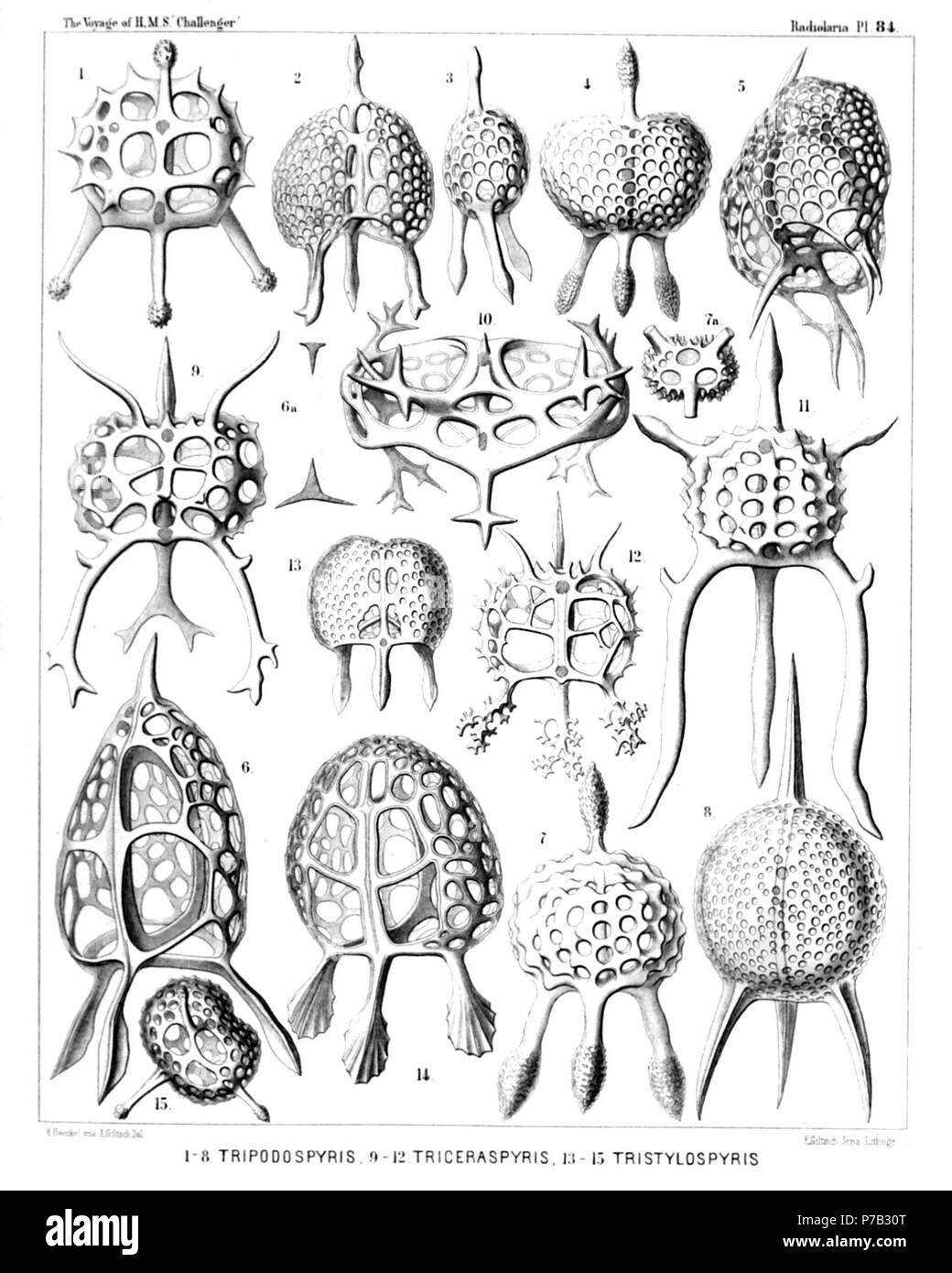 Inglese: Illustrazione dalla relazione sull'Radiolaria raccolti da H.M.S. Challenger durante gli anni 1873-1876. Parte III. Descrizione Originale segue: piastra 84. Zygospyrida. Diam. Fig. 1. Tripospyris capitata n. sp., × 400 visto dal lato dorsale. Fig. 2. Tripospyris semantis, n. sp., × 300 visto dal lato ventrale. Fig. 3. Tripospyris semantis, n. sp., × 300 visto dal lato laterale. Fig. 4. Tripospyris eucolpos, n. sp., × 300 visto dal lato dorsale. Fig. 5. Diomma Tripospyris, n. sp., × 400 metà dal lato destro, a metà dal lato basale. Fig. 6. Tripospyris cortini Foto Stock