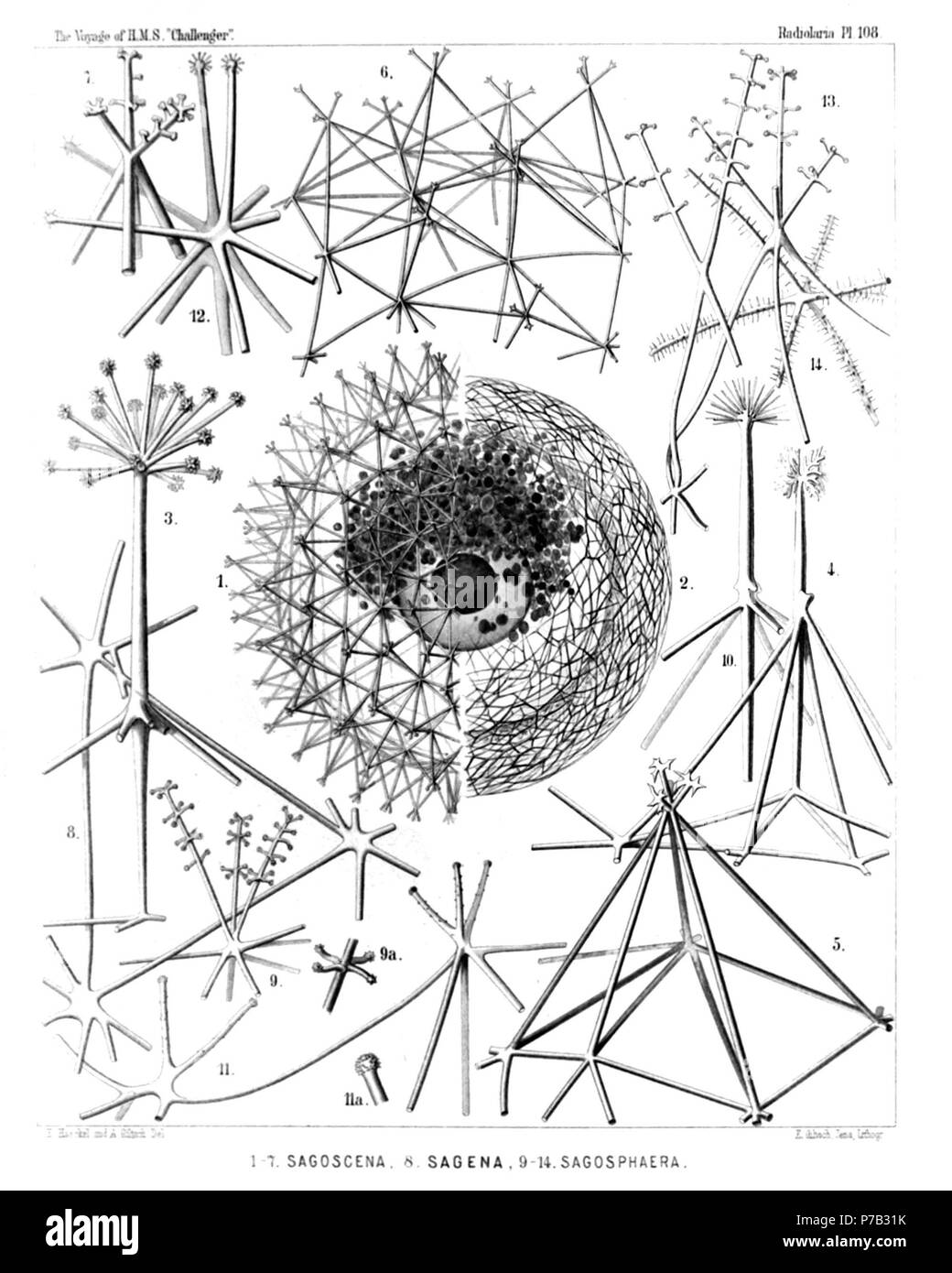 Inglese: Illustrazione dalla relazione sull'Radiolaria raccolti da H.M.S. Challenger durante gli anni 1873-1876. Parte III. Descrizione Originale segue: piastra 108. Sagosphaerida. Diam. Sagosphaerida. Fig. 1. Sagoscena castra, n. sp., × 50 semi guscio, con l'allegata capsula centrale e l'phaeodium, macchiata di carmine. (Il nucleo centrale scura.) Fig. 2. Sagmarium spongodictyum, n. sp., × 50 semi guscio, con il suo delicato quadro spugnoso. Fig. 3. Sagenoscena stellata, n. sp., × 300 superiore e stelo assiale di una piramide, prolungato in un incoronato dorso radiale. Fig. 4. Sagenoscena ornata Foto Stock