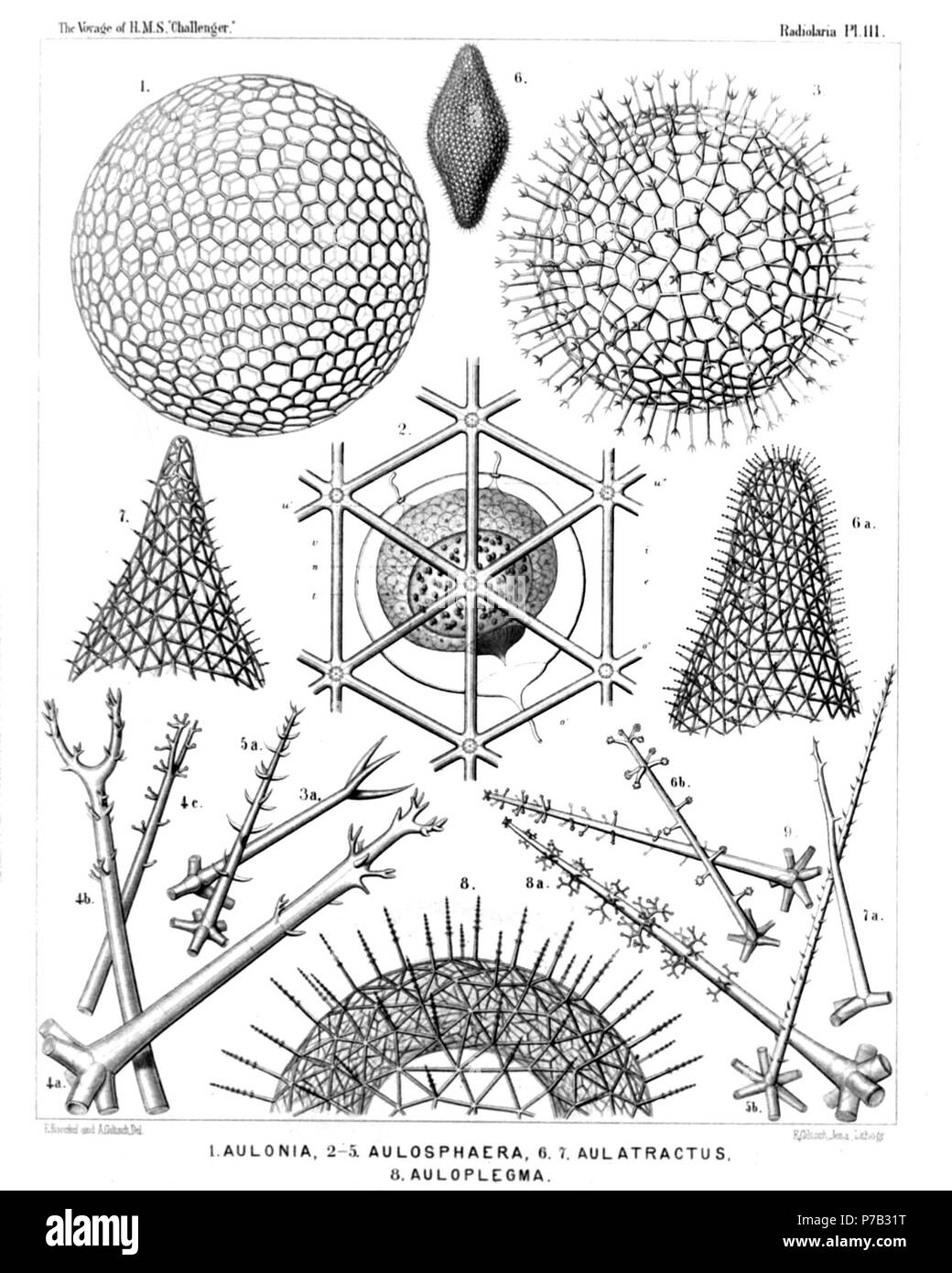 Inglese: Illustrazione dalla relazione sull'Radiolaria raccolti da H.M.S. Challenger durante gli anni 1873-1876. Parte III. Descrizione Originale segue: piastra 111. Aulosphaerida. Diam. Fig. 1. Aulonia hexagonia, n. sp., × 30 completa il guscio sferico. Fig. 2. Aularia ternaria, n. sp., × 300 un gruppo di sei maglie triangolari, con sette punti nodali di tubi radiali. Dietro la capsula centrale, con la sua doppia membrana (e, esterno; i, interni) e irradiare opercolo (o); u, le due parapylae esterna; v, vacuoli in protoplasma. Il nucleo ellissoidale (n) contiene numerosi nucleoli (l). Fig. 3. Foto Stock