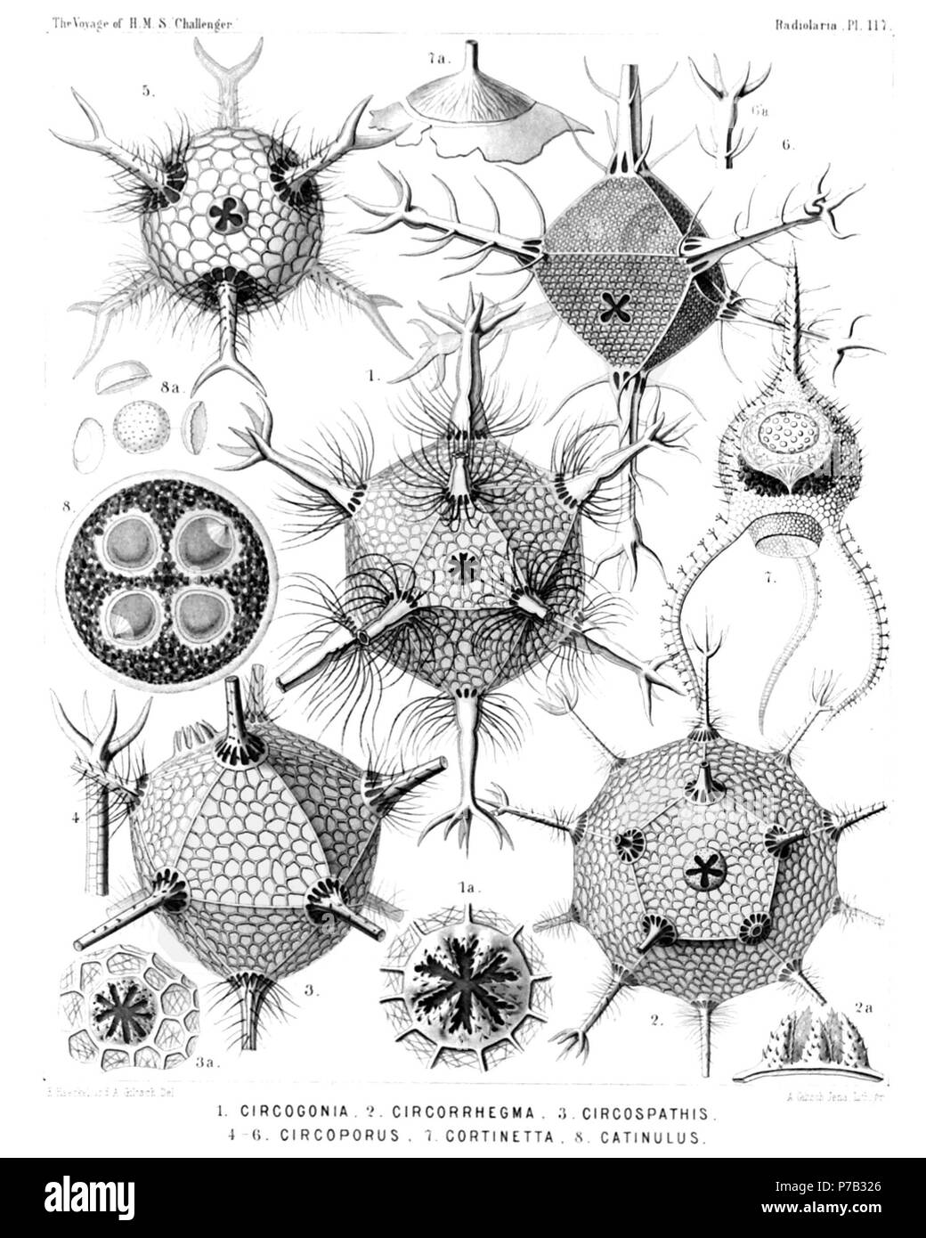 Inglese: Illustrazione dalla relazione sull'Radiolaria raccolti da H.M.S. Challenger durante gli anni 1873-1876. Parte III. Descrizione Originale segue: piastra 117. Cannorrhaphida, Medusettida et Circoporida. Diam. Fig. 1. Circogonia icosahedra, n. sp., × 80 l'intero guscio, con dodici tubi radiali e venti facce triangolari. Al centro di una faccia è la bocca, con sei denti. Fig. 1a. La bocca da soli, con i suoi sei denti spinulate, × 400 Fig. 2. Circorrhegma dodecahedra, n. sp., × 80 l'intero guscio, con venti tubi radiali e dodici facce pentagonale. Al centro di una faccia è Foto Stock