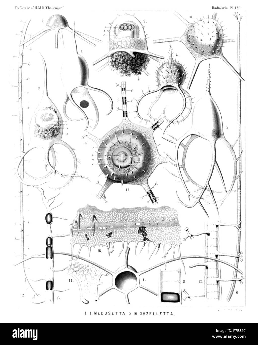 Inglese: Illustrazione dalla relazione sull'Radiolaria raccolti da H.M.S. Challenger durante gli anni 1873-1876. Parte III. Descrizione Originale segue: piastra 120. Medusettida. Diam. Fig. 1. Medusetta codonium, n. sp., × 400 Fig. 2. Medusetta quadrigata, n. sp., × 400 la capsula centrale è visibile nella metà superiore, la phaeodium nella metà inferiore del guscio-cavità. Fig. 3. Medusetta tetranema, n. sp., × 400 Fig. 4. Medusetta craspedota, n. sp., × 400 Fig. 5. Gazelletta hexanema, n. sp., × 300 Fig. 6. Bifurca Gazelletta, n. sp., × 300 un singolo piede alveolata. Fig. 7. Gazelletta Macrì Foto Stock