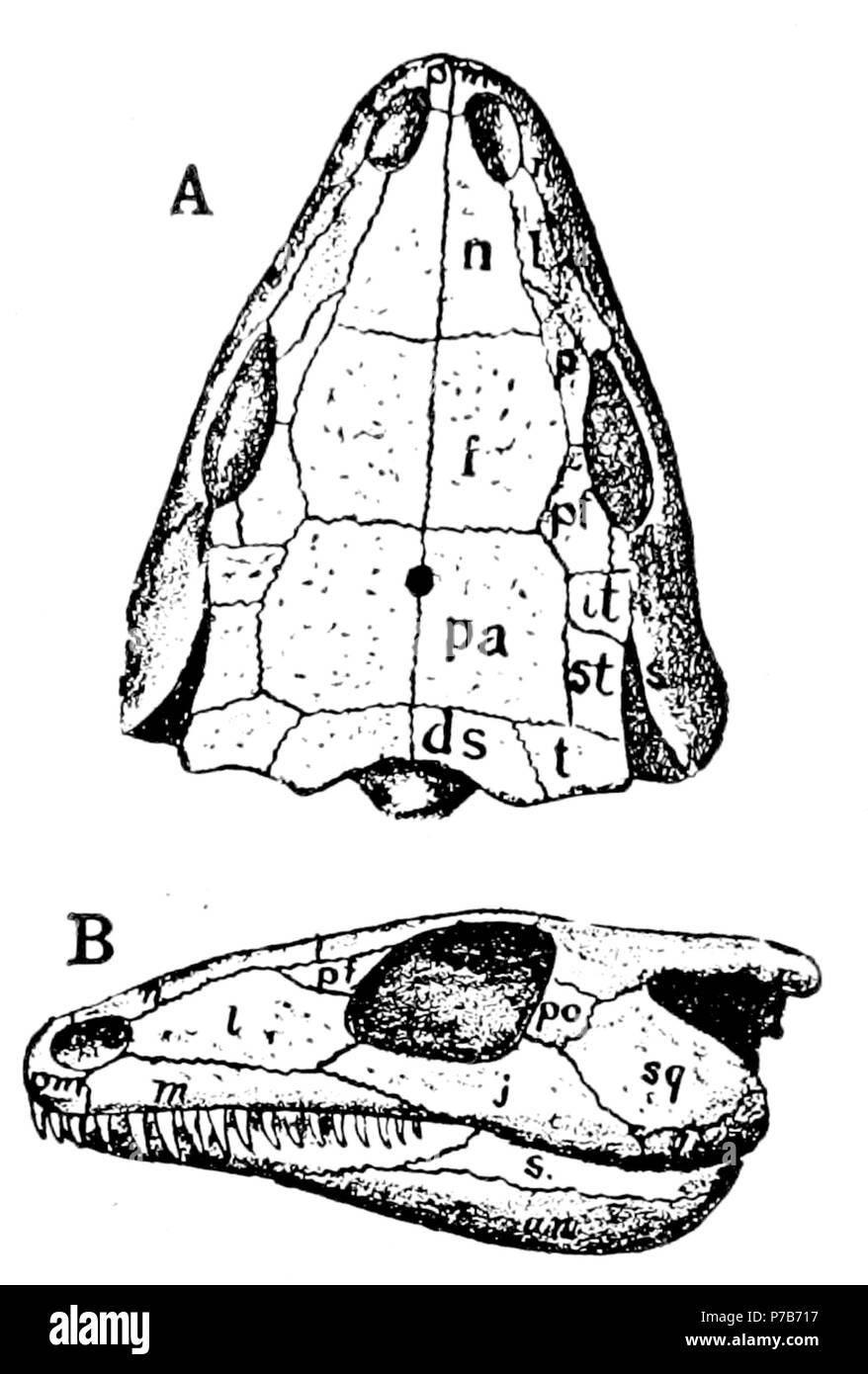 79 L'osteologia dei rettili p5 Foto Stock
