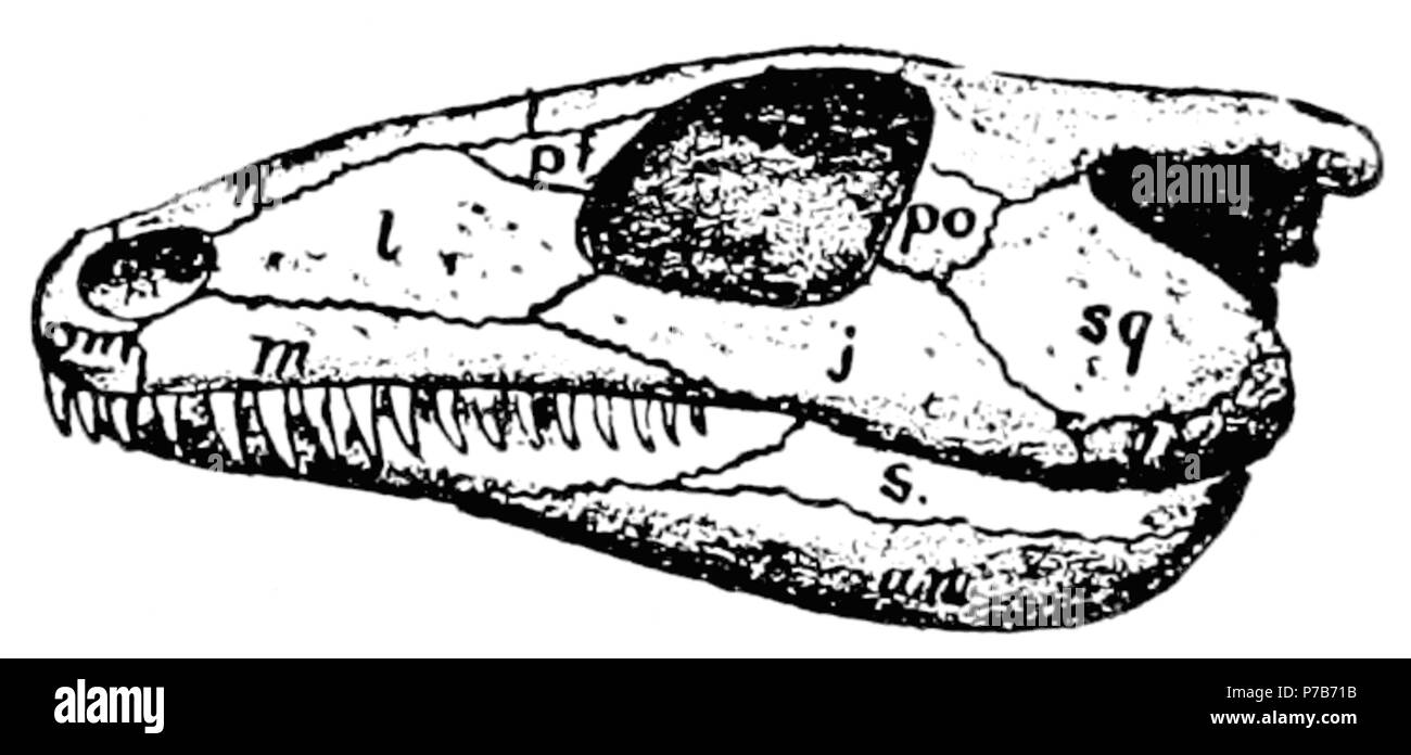 79 L'osteologia dei rettili p5B senza contrassegno Foto Stock