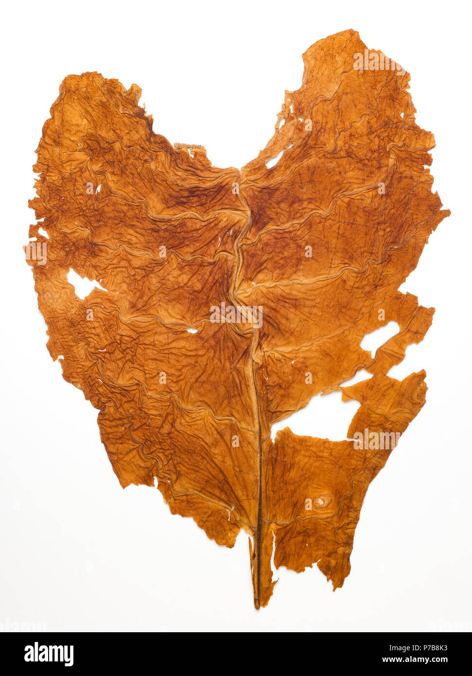 Un cuore 1943 souvenir a forma di foglia di tabacco raccolto nella Carolina del Nord durante la Seconda Guerra Mondiale. La foglia è stato schiacciato piatto in un album di foto dal 1943 Foto Stock