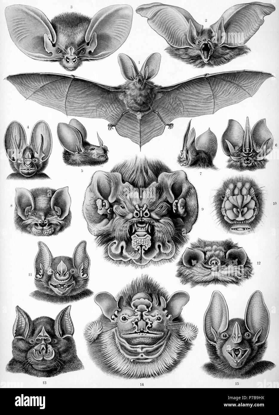 N/A. 1904 44 Haeckel Chirotteri Foto Stock