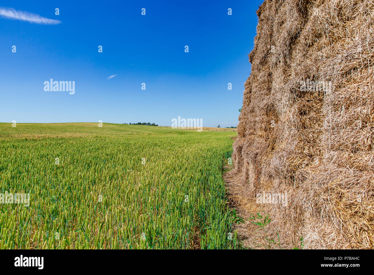 Paesaggio veduta panoramica sul campo di grano con fieno risma su una soleggiata giornata estiva. Cielo blu chiaro. Foto Stock