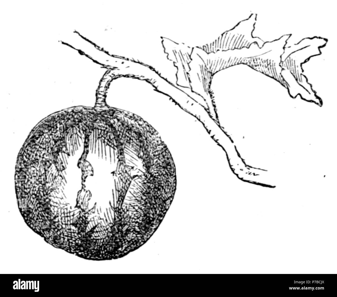61 pagina 120 illustrazione nel vecchio Deccan giorni Foto Stock