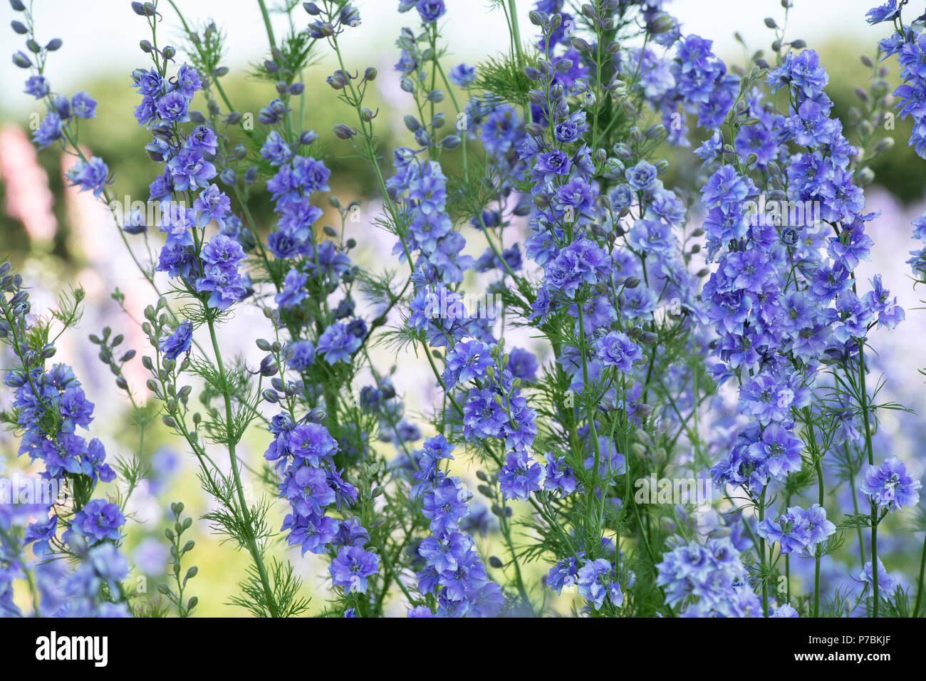 Delphinium blu fiori che crescono in un campo al Real Petali coriandoli azienda campi di fiori in Wick, Pershore, Worcestershire. Regno Unito Foto Stock