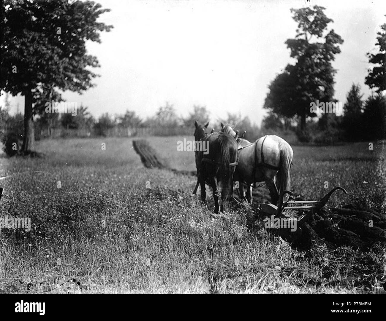 . Inglese: due cavalli campo di aratura, fattoria non identificato, probabilmente a Washington . Inglese: sul manicotto di negativo: aratro con cavalli soggetti (LCTGM): aratura--Washington (stato); aratri--Washington (stato); )cavalli--Washington (stato); Aziende--Washington (stato) . Data sconosciuta 81 due cavalli campo di aratura, fattoria non identificato, probabilmente a Washington (265 bar) Foto Stock