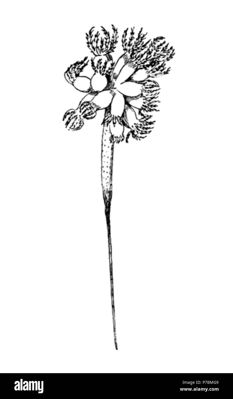 81 Umbellula pellucida Foto Stock