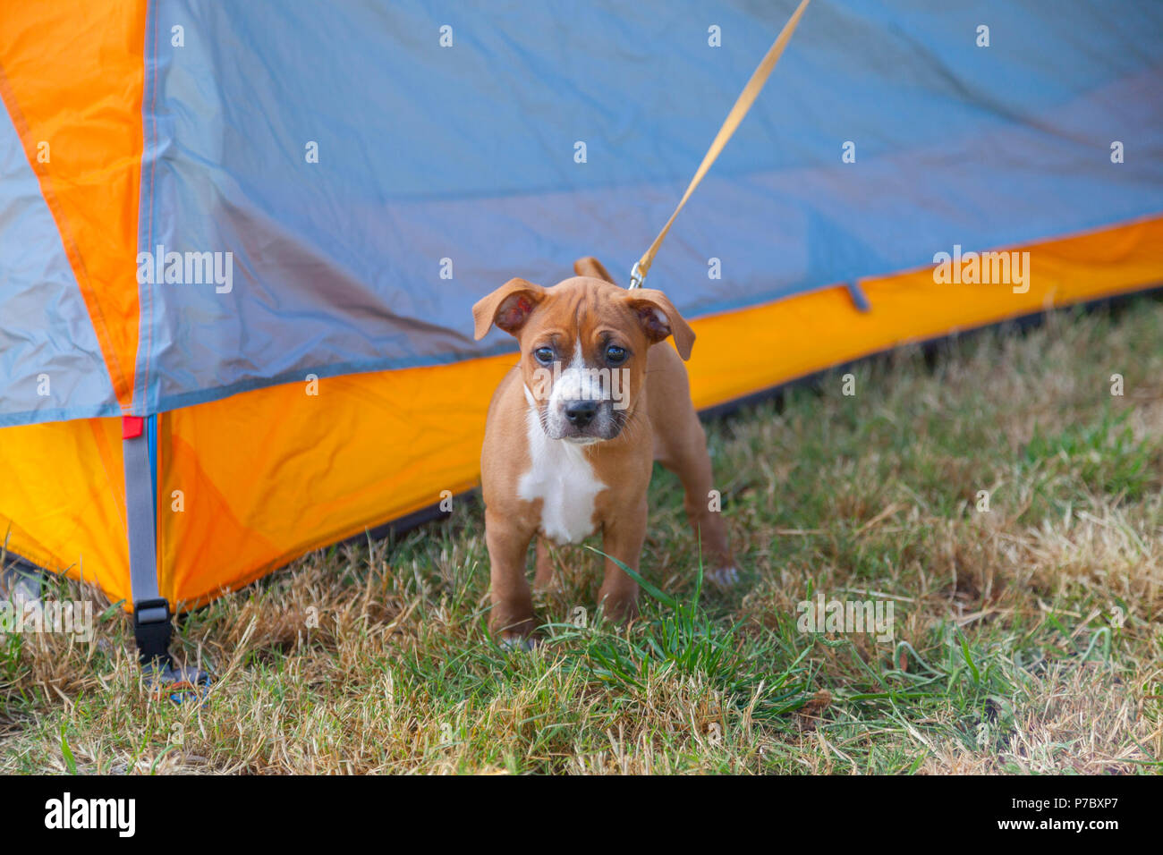 Camping cucciolo in piedi da solo Foto Stock