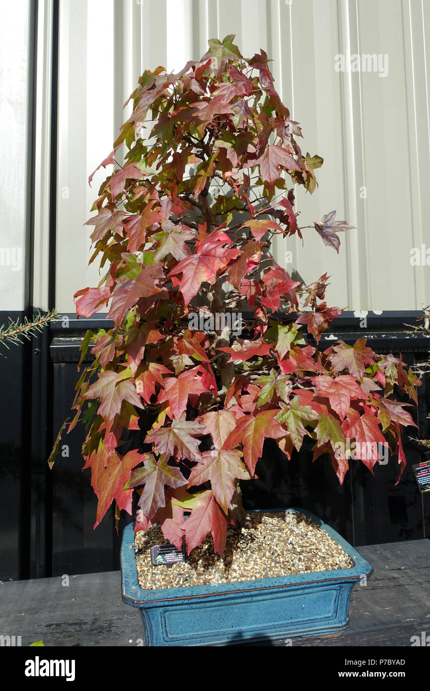 Liquidambar styraciflua o noto come American dolce Gum Foto Stock