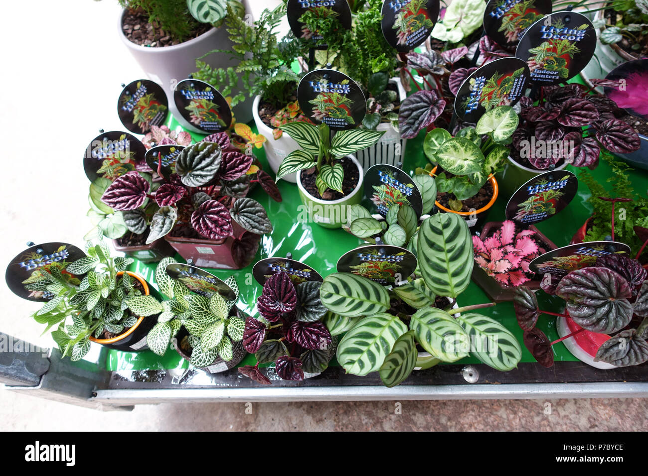 Misto di diverse varietà di terrari e piante da interni fino a visualizzare Foto Stock