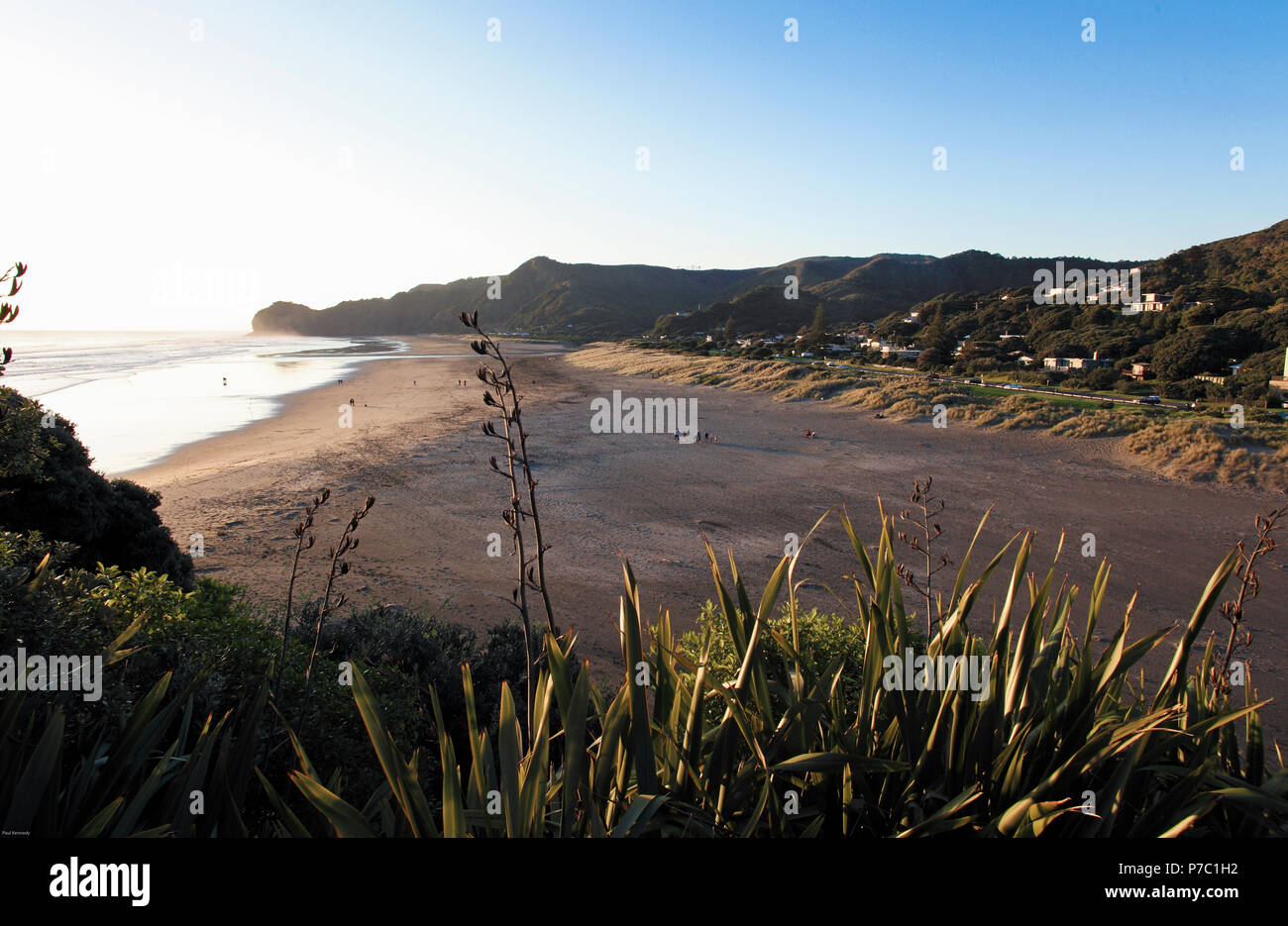 Piha Beach sulla costa ovest di Auckland in Nuova Zelanda Foto Stock