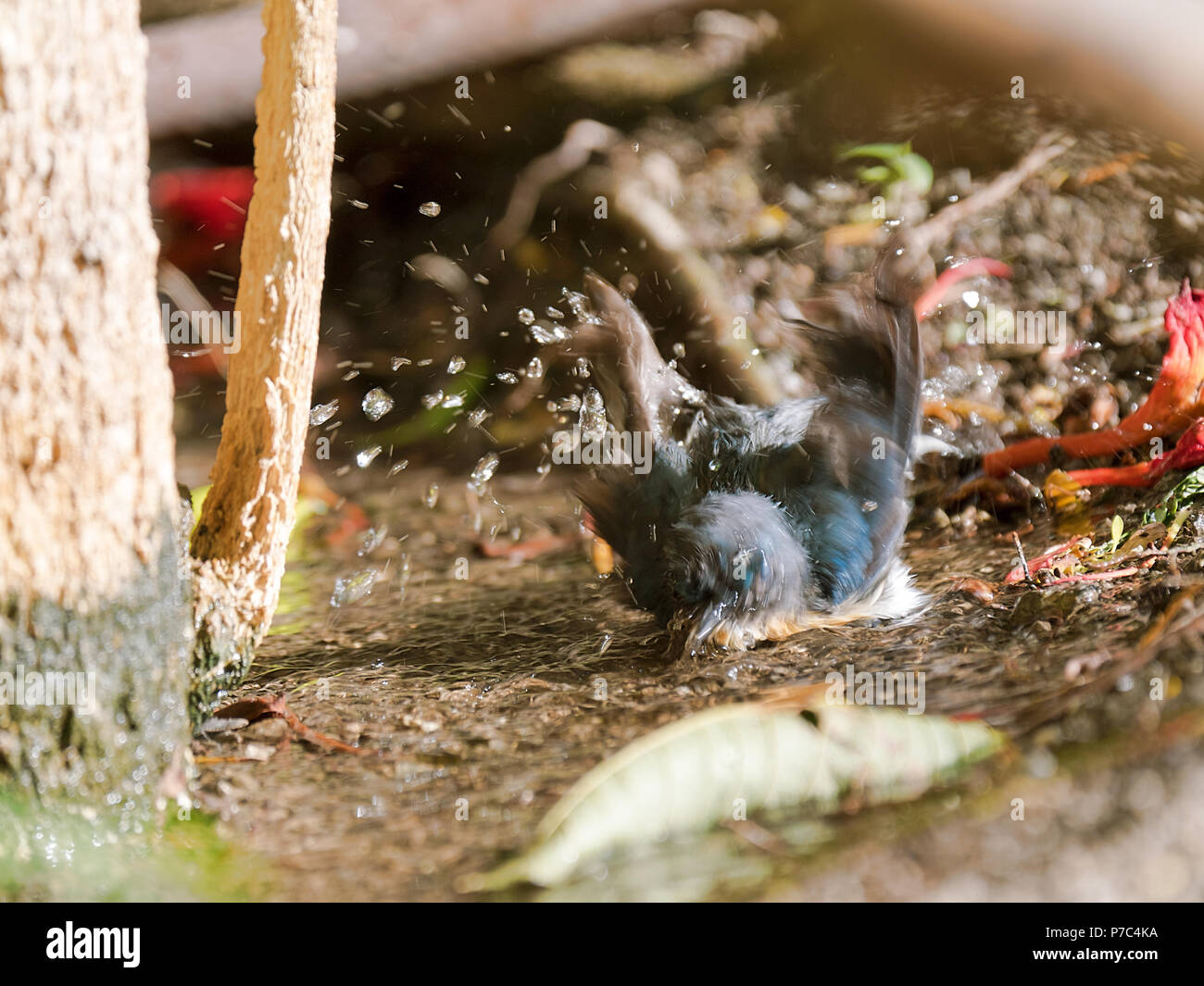 Tickell il flycatcher blu - Cyornis tickelliae balneazione in acqua che scorre nella foresta con occhio bianco bird - le goccioline di acqua volare in aria Foto Stock