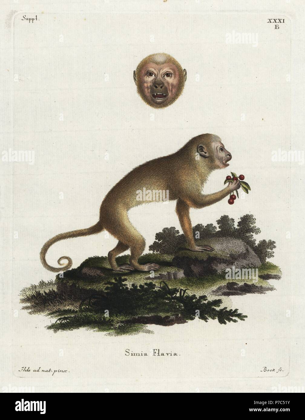 Bionda, cappuccino Sapajus Flavio. In pericolo critico. (Simia flavia.) tracciata dalla natura da Johan Eberhard Ihle, inciso da Bock. Handcolored incisione su rame da Johann Christian Daniel Schreber di illustrazioni di animali dopo la natura, o Schreber fantastico animali, Erlangen, Germania, 1775. Foto Stock