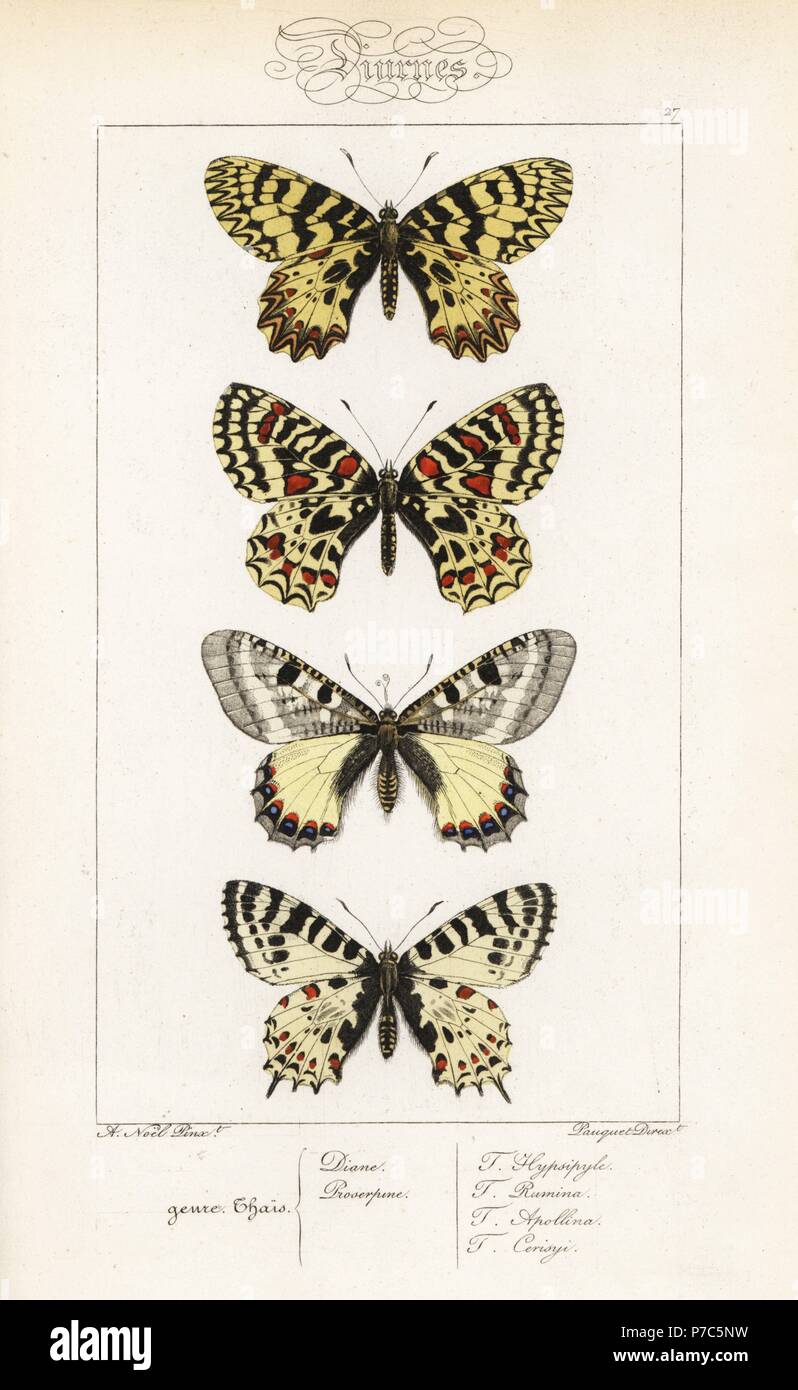 Festone meridionale, Zerynthia polissena, Spagnolo festone, Zerynthia rumina, falso apollo, Archon apollinus, e orientale del festone, Allancastria cerisyi. Handcolored incisione in acciaio dai fratelli Pauquet dopo una illustrazione da Alexis Nicolas Noel da Hippolyte Lucas Storia naturale della politica europea di farfalle, Histoire Naturelle des Lepidopteres d'Europa, 1864. Foto Stock