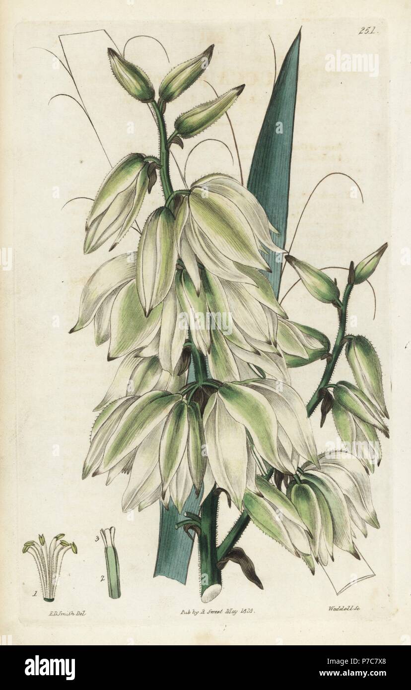 Ago palm, Yucca flaccida Pubescent-derivava (Adam's ago, Yucca puberula). Handcolored incisione su rame di Weddell dopo una illustrazione botanica da Edward Dalton Smith da Robert Dolce è il British Flower Garden, Ridgeway, Londra, 1828. Foto Stock