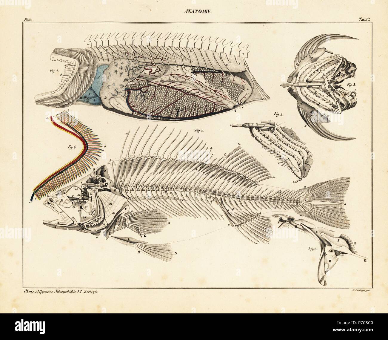 Pesci anatomia immagini e fotografie stock ad alta risoluzione Alamy