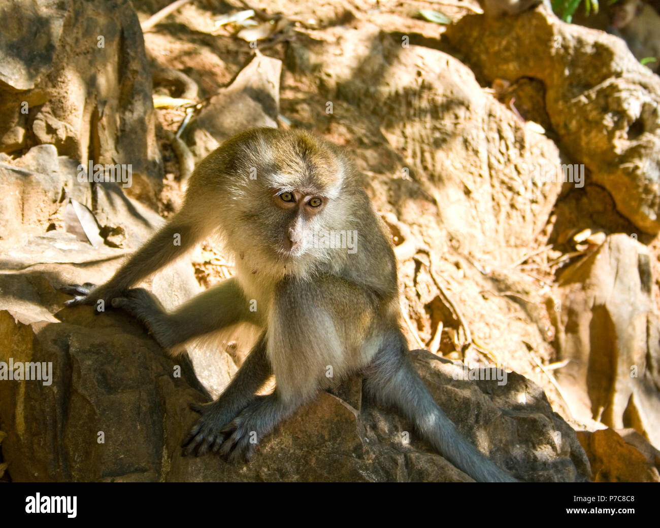 Una lunga coda Macaque (Macaca fascicularis) seduto su una roccia e osservando i turisti a Pulau Dayang Bunting (isola della Fanciulla Incinta), un... Foto Stock