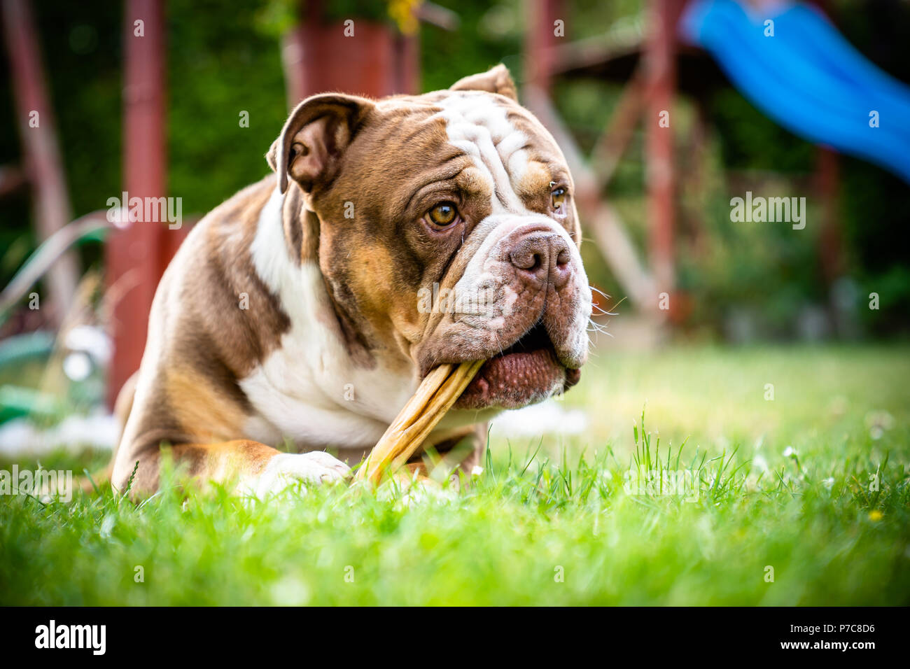 Il vecchio Bulldog inglese si trova in erba Foto Stock