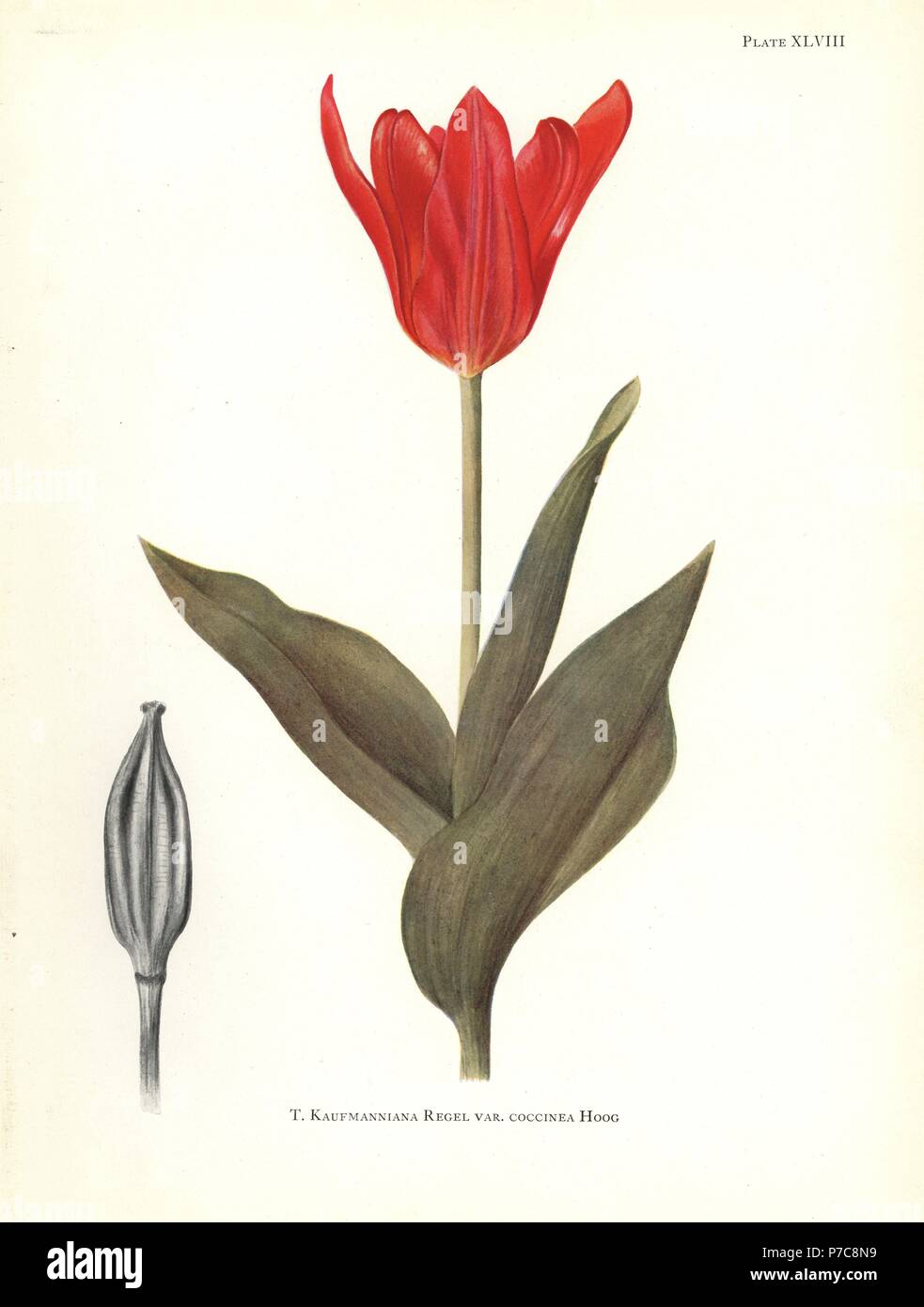 Ninfea rosso tulip, Tulipa kaufmanniana var. coccinea. Silkscreen illustrazione botanica da Elsie Katherine Dykes da William R. dighe' Note su Tulip specie, Herbert Jenkins Ltd., Londra, 1930. Foto Stock