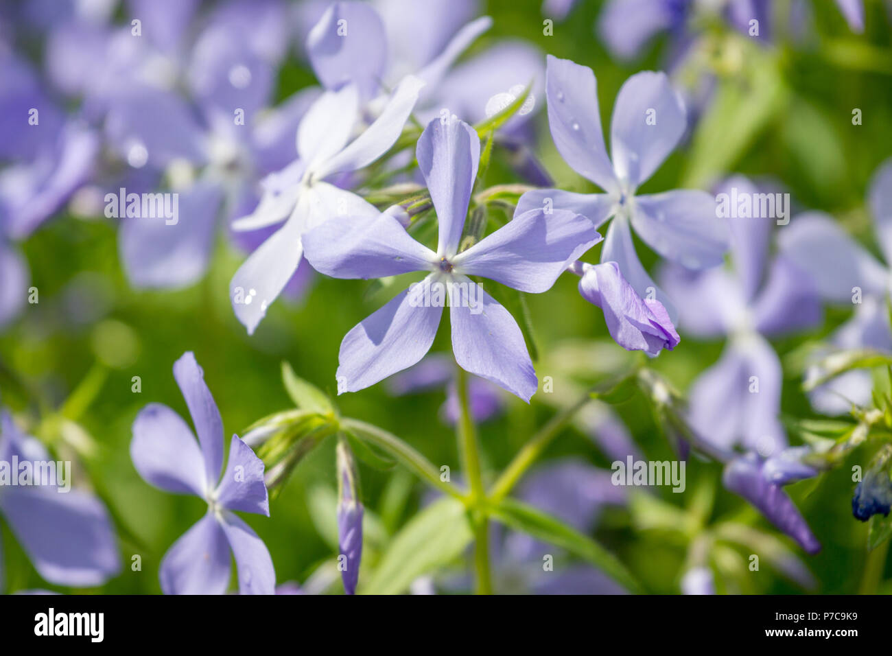 Annoso Stock, Matthiola incana, fiori, close-up, il fuoco selettivo DOF poco profondo Foto Stock