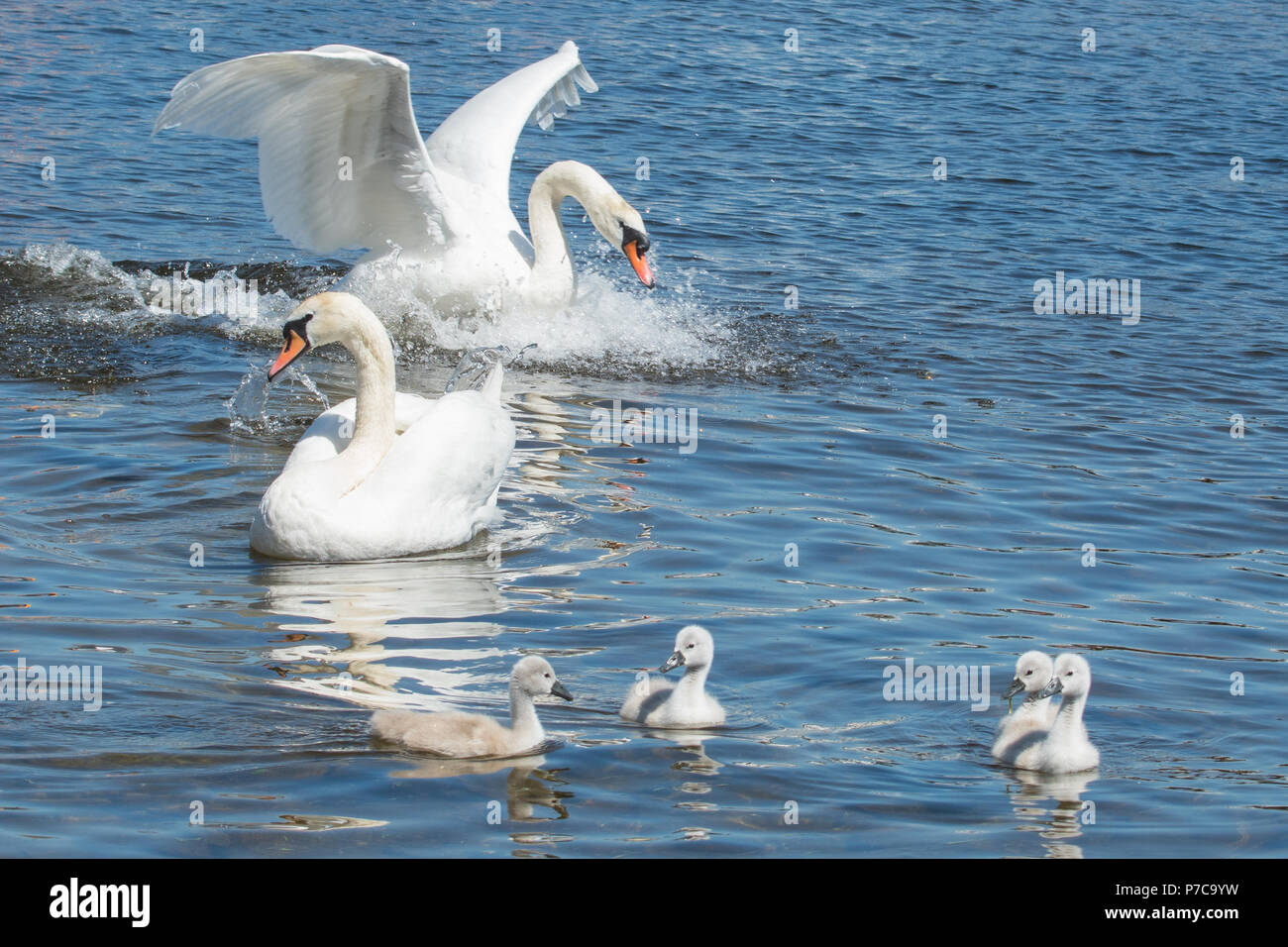 Cigno - Cygnus olor - FAMIGLIA - Luss, Loch Lomond Scozia, Regno Unito Foto Stock