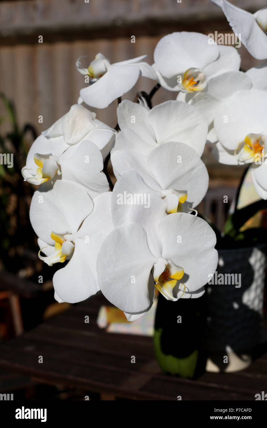 Una bellissima pianta di orchidee (Phalaenopsis,). Foto Stock