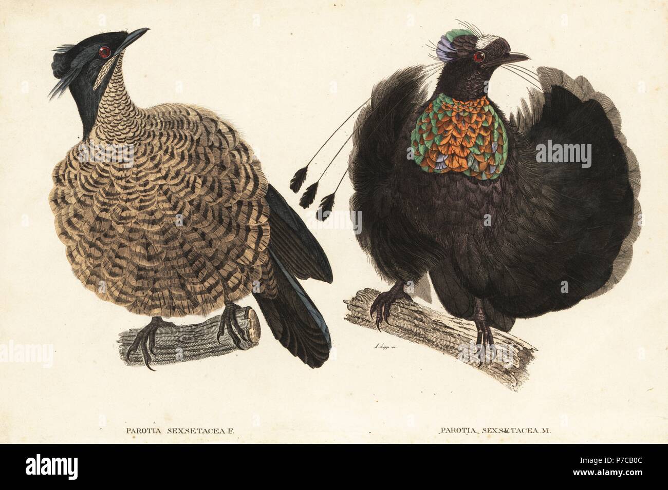 Western o Arfak parotia, Parotia sefilata (Parotia sexsetacea) maschio e femmina. Dopo una illustrazione di Jacques Barraband. Litografia Handcolored da A. Scipp da Georg Friedrich Treitschke's Galleria di Storia Naturale, Naturhistorischer Bildersaal des Thierreiches, Liepzig, 1840. Foto Stock