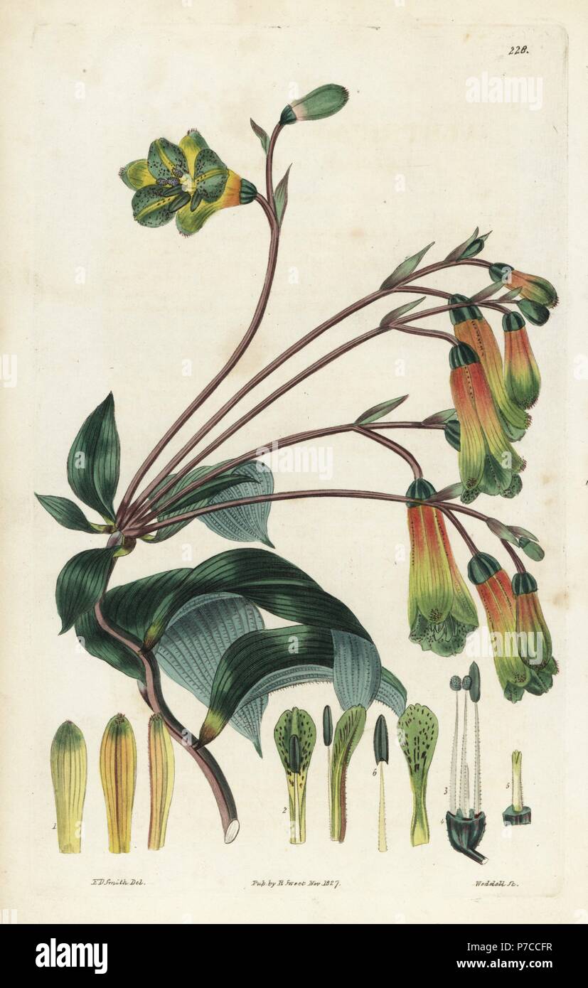 Bomarea rosa, Bomarea edulis (peloso-lasciato, alstroemeria Alstroemeria hirtella). Handcolored incisione su rame di Weddell dopo una illustrazione botanica da Edward Dalton Smith da Robert Dolce è il British Flower Garden, Ridgeway, Londra, 1827. Foto Stock