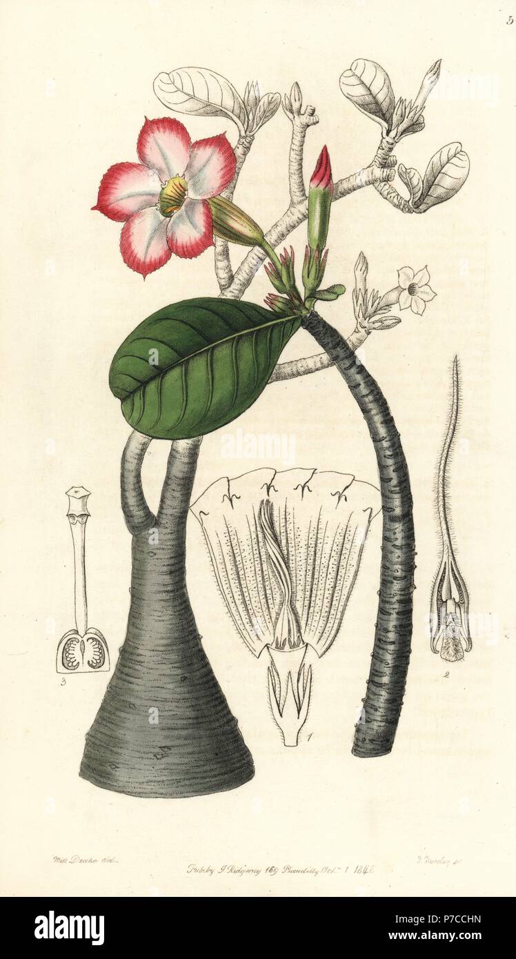 Rosa del Deserto, Adenium obesum (Honghel bush, Adenium honghel). Handcolored incisione su rame da George Barclay dopo una illustrazione da Miss Sarah Drake da Edwards del registro di botanica, edito da John Lindley, Londra, Ridgeway, 1846. Foto Stock