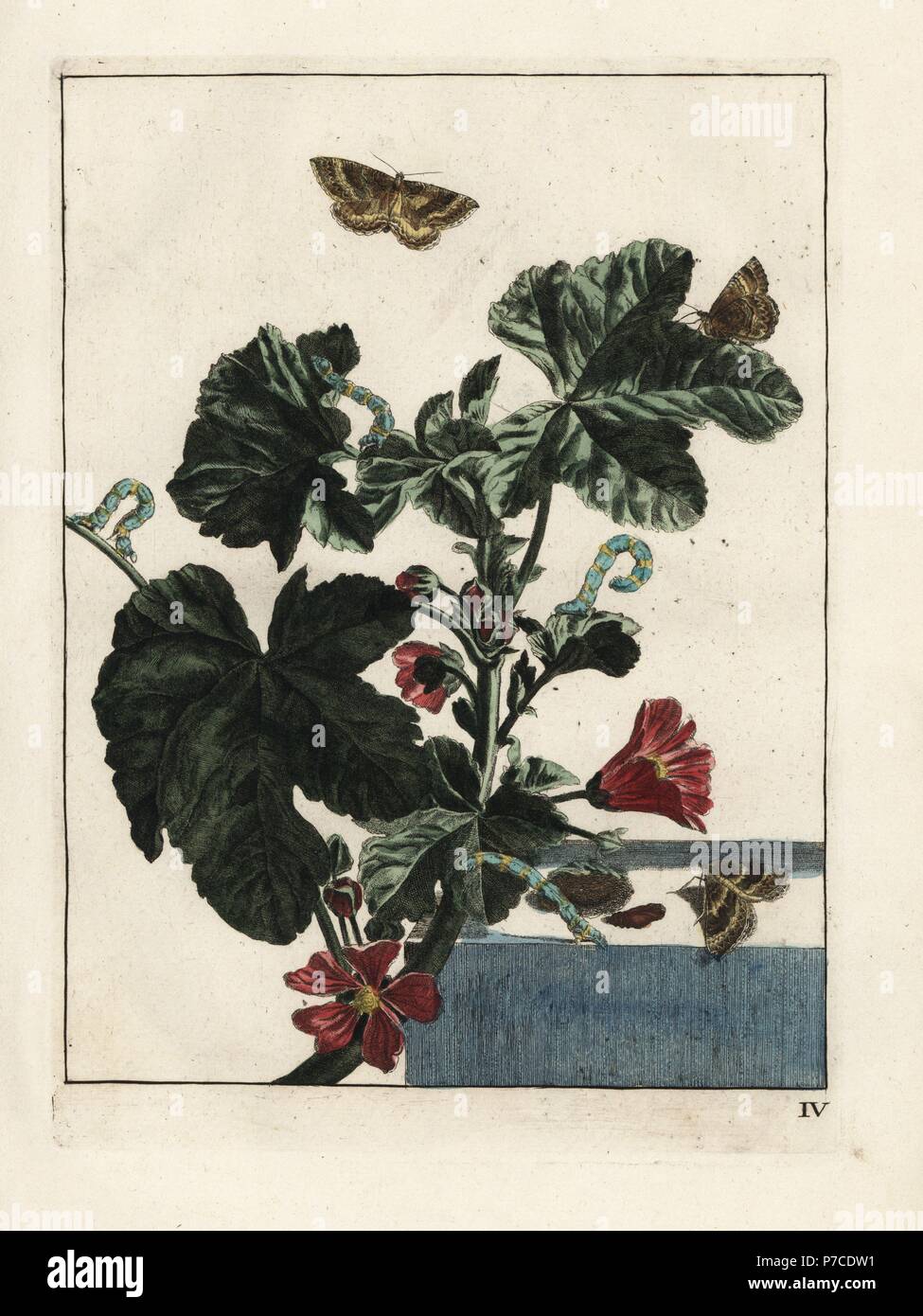 Malva tarma Larentia clavaria, larva e pupa su malva, Malva Sylvestris. Handcolored incisione su rame disegnato e inciso da Giacobbe l'Admiral in Naauwkeurige Waarneemingen omtrent de veranderingen van veele Insekten (Descrizioni accurate delle Metamorfosi di insetto), J. Sluyter, Amsterdam, 1774. Per questa seconda edizione, M. Houttuyn aggiunto un altro otto piastre all'originale 25. Foto Stock