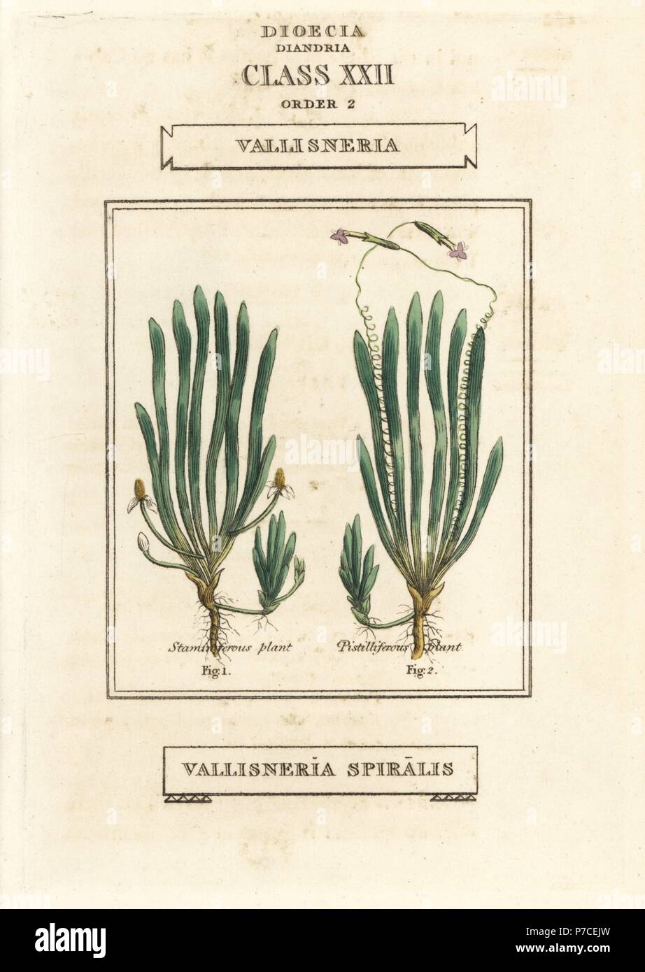 Il nastro di erba o di erba di anguilla, Vallisneria spiralis. Handcolored incisione su rame dopo una illustrazione di Richard Duppa dalla sua le classi e gli ordini del sistema Linnaean di botanica, Longman, Hurst, Londra, 1816. Foto Stock
