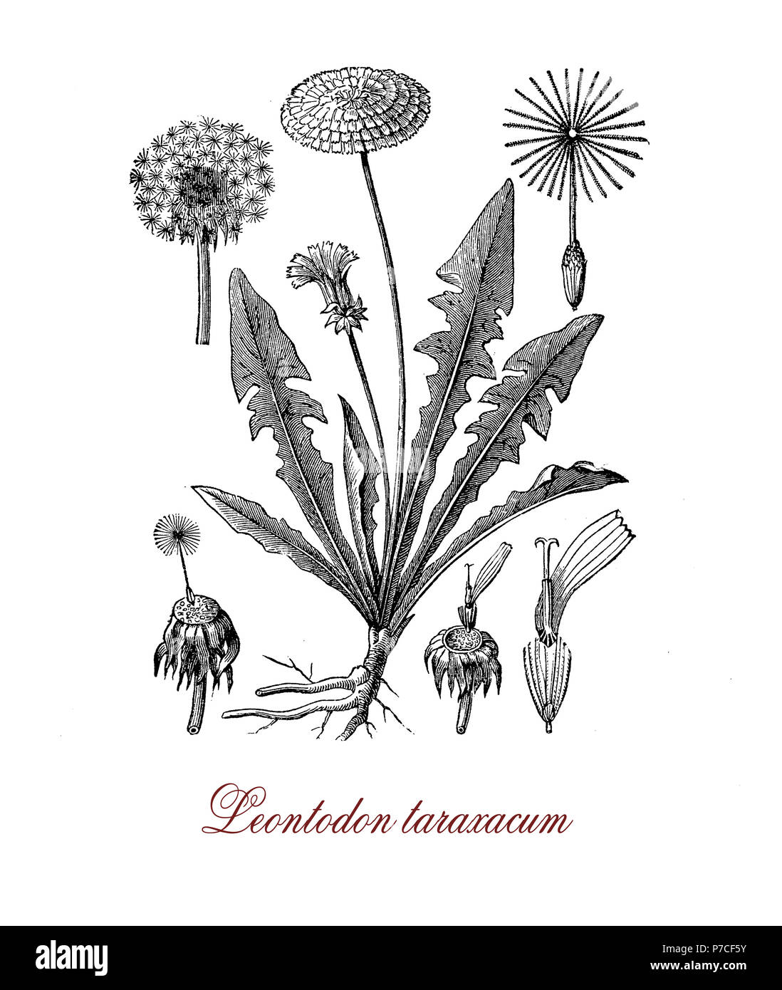 Vintage botanico incisione di Leontodon taraxacum o dandelium comune, weed utilizzato come erba medica o nella preparazione di alimenti (tarassaco vino). I fiori gialli girare in tondo sfere disperso con il vento noto come blowballs Foto Stock